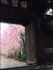 桜２