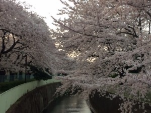 桜１